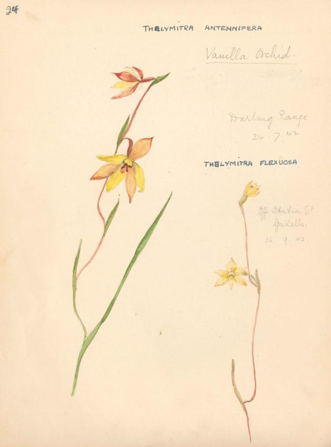 Hodgkin Sketchbook_Vanilla Orchid