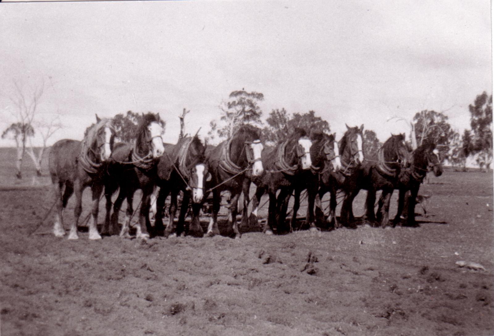 Mick Parsons Horse Team