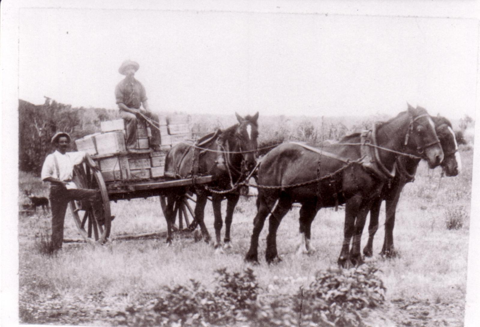 Ben Hyde, carting fruit.  Frankland