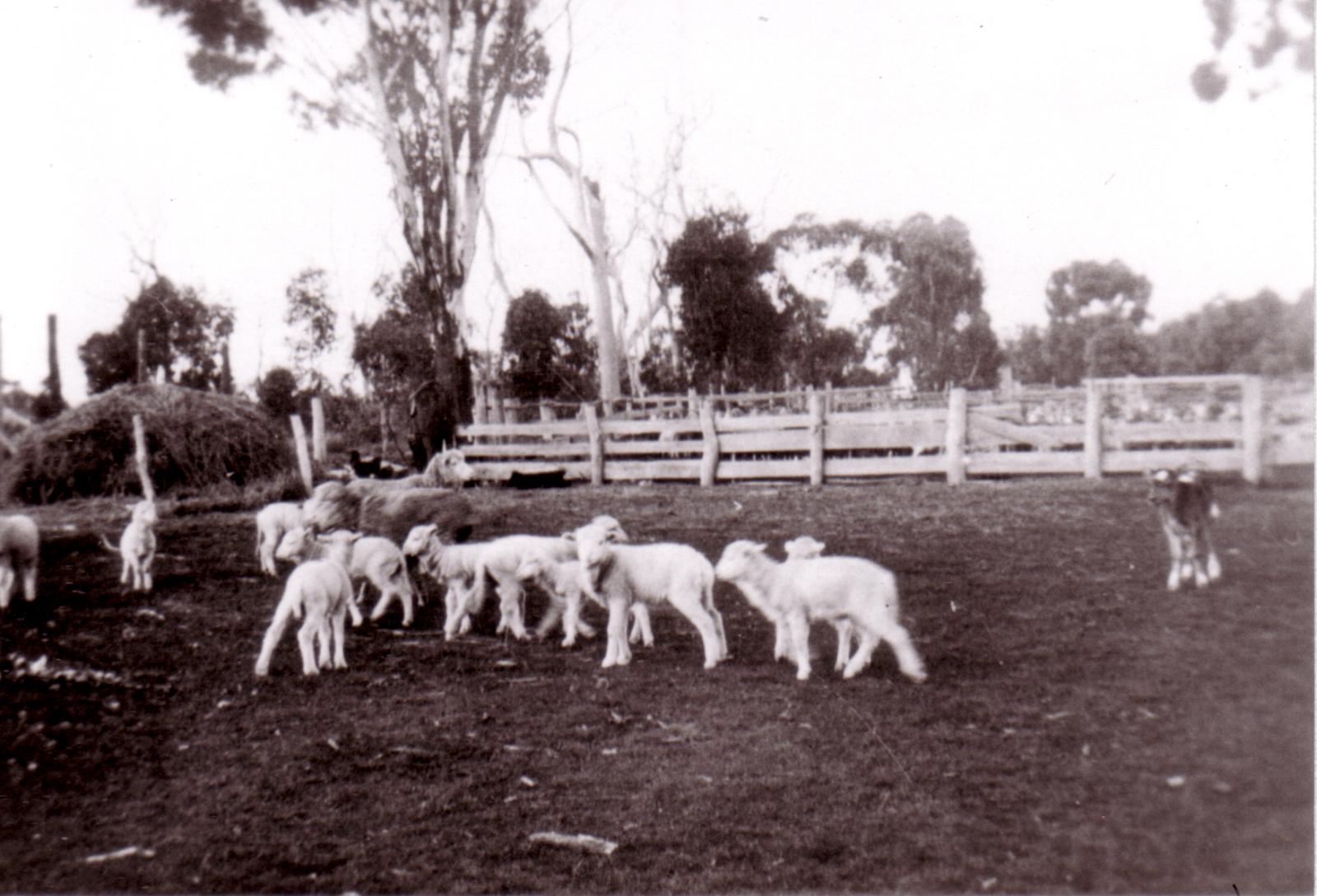 Lambs At  "Aurora", Albany Highway, Tunney (Ian Tucketts) 1929