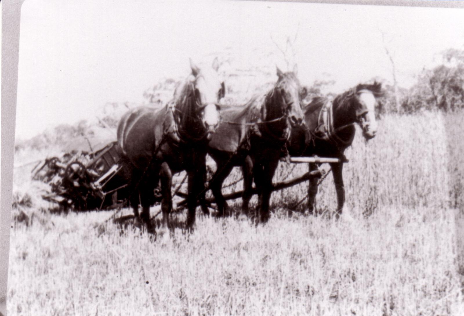 Evelyn Parsons Cutting Hay