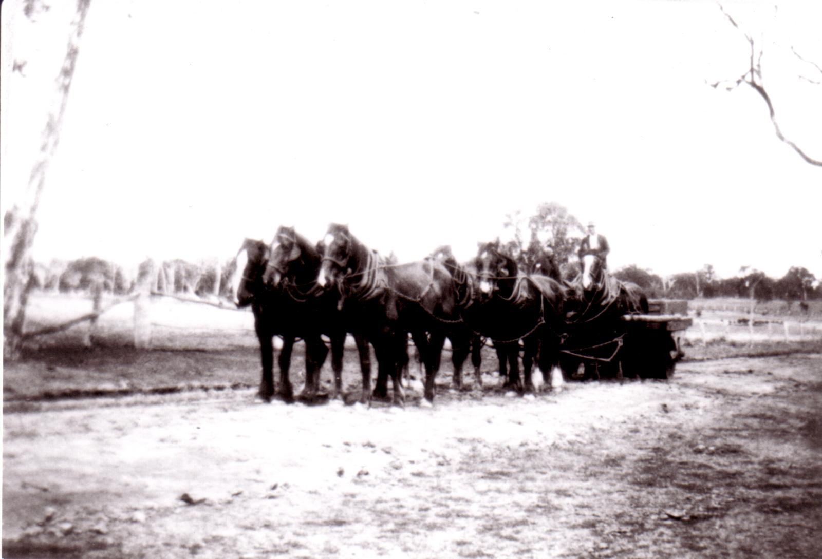 Swiney & Parsons' Mixed Horse Team At Near Lake Nunijup, Tenterden.