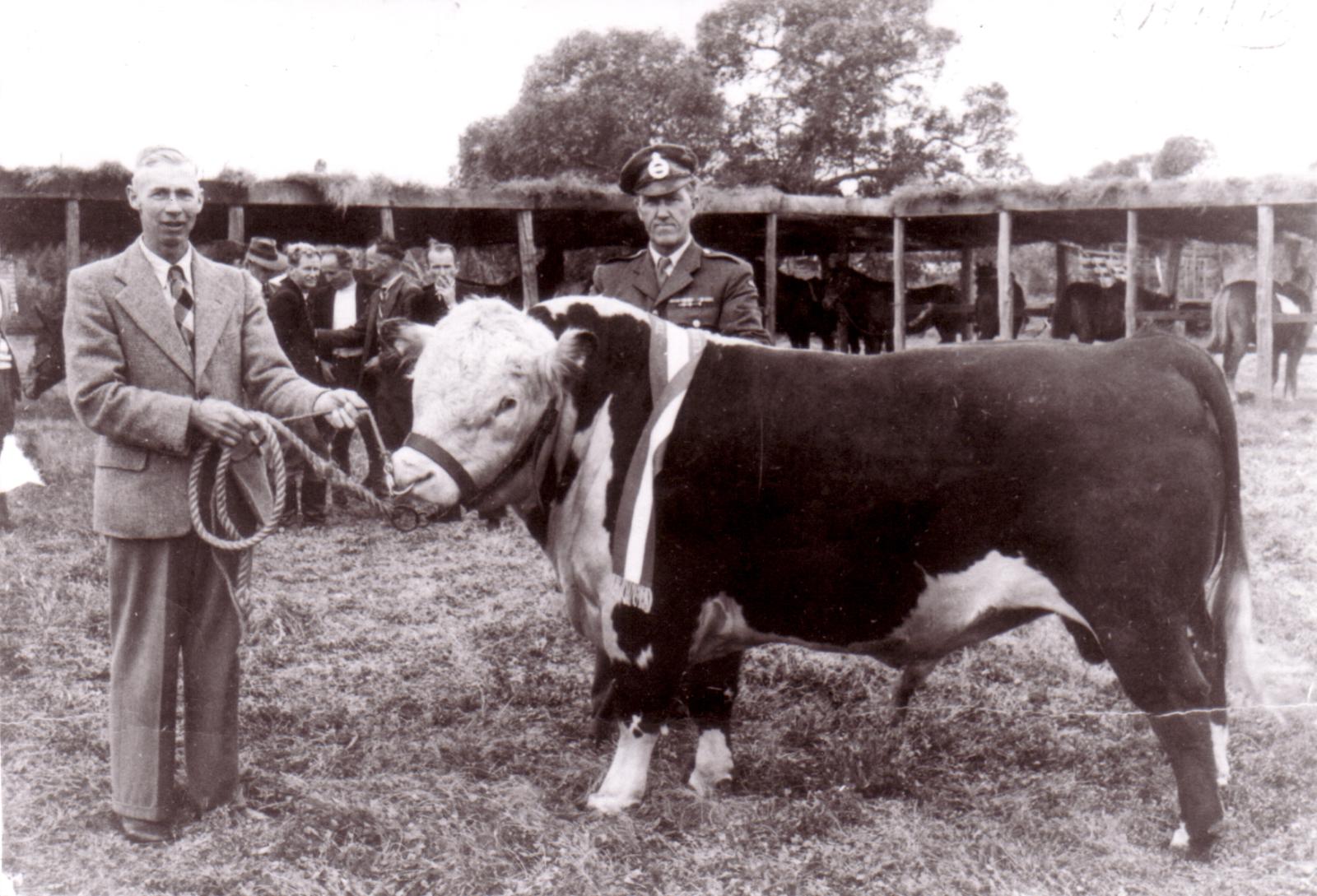 Cranbrook Show - 1950.  Ian Tuckett with First Poll Hereford Bull In Cranbrook District.