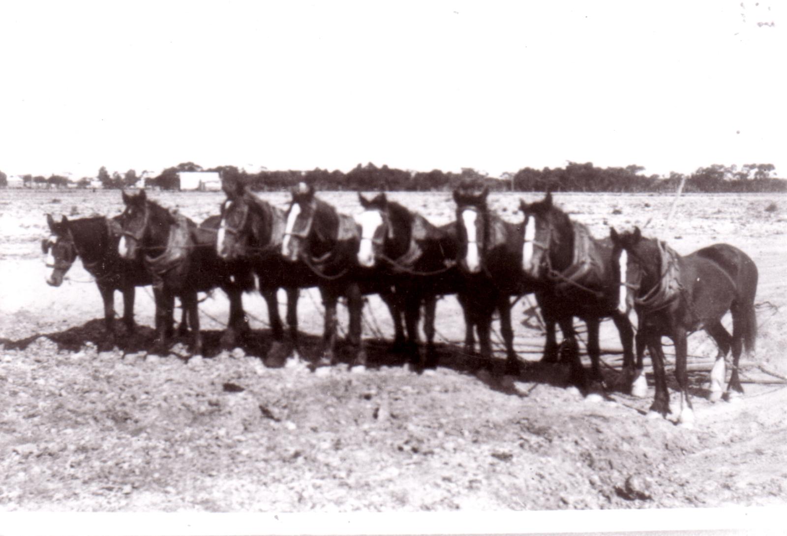 Swiney & Parsons Horses  - Mixed Team for Dam Sinking.