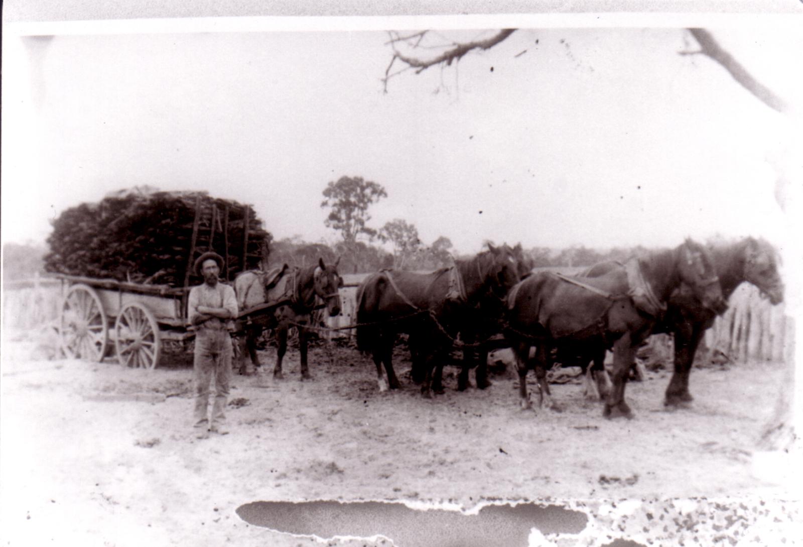 John (Jack) Parsons With Load Of Sandalwood with Team Of Horses.