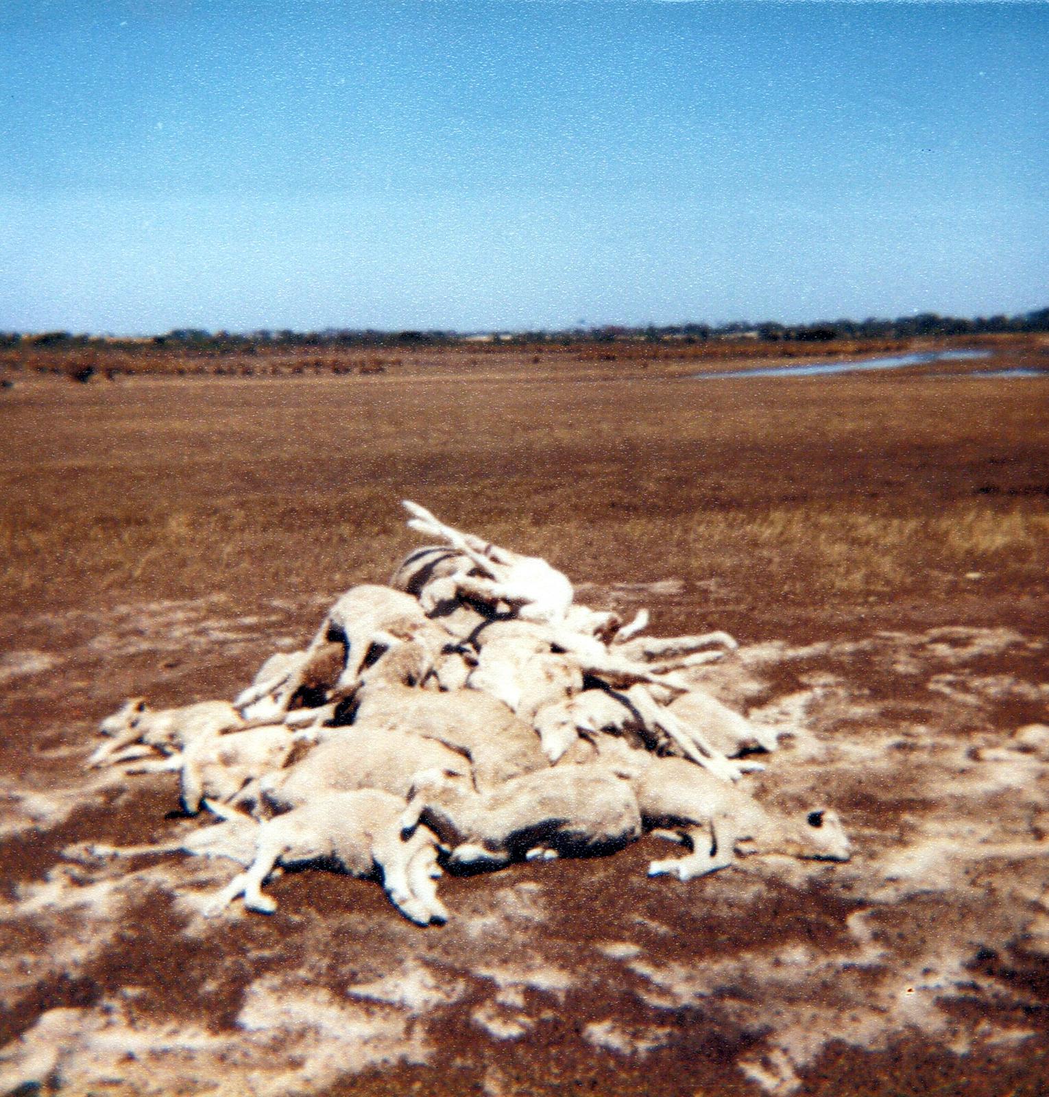 55 Dead Sheep At Len Peacocks Property.  Cranbrook