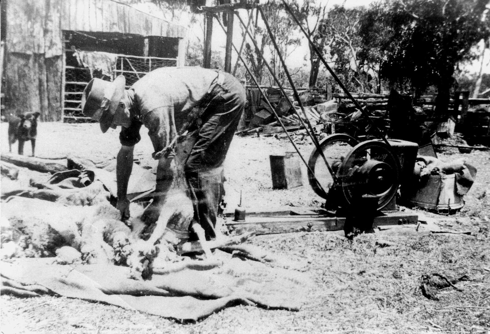 Shearing Sheep,  Elwyn Furness