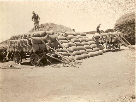 Loading wagons with bags of chaff at "Ironbarks