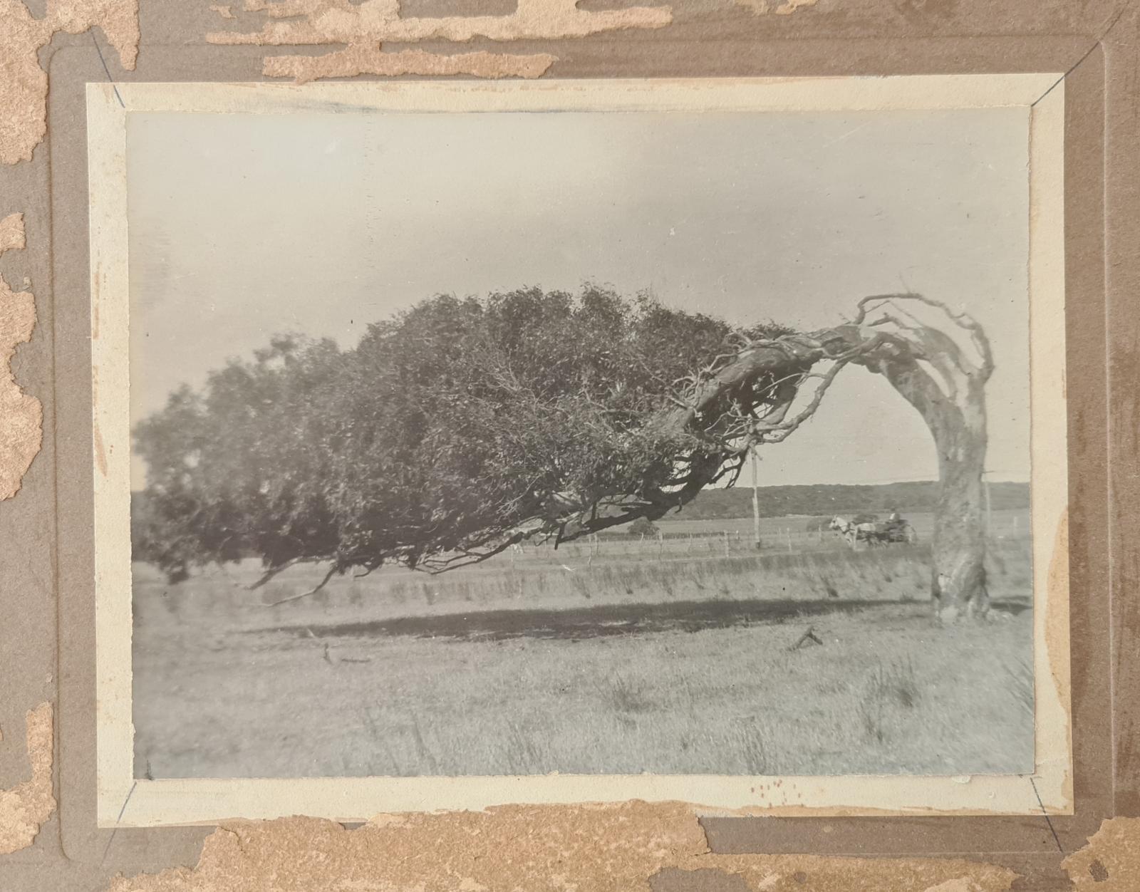 Leaning tree at Greenough