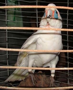 Stuffed Little Corella