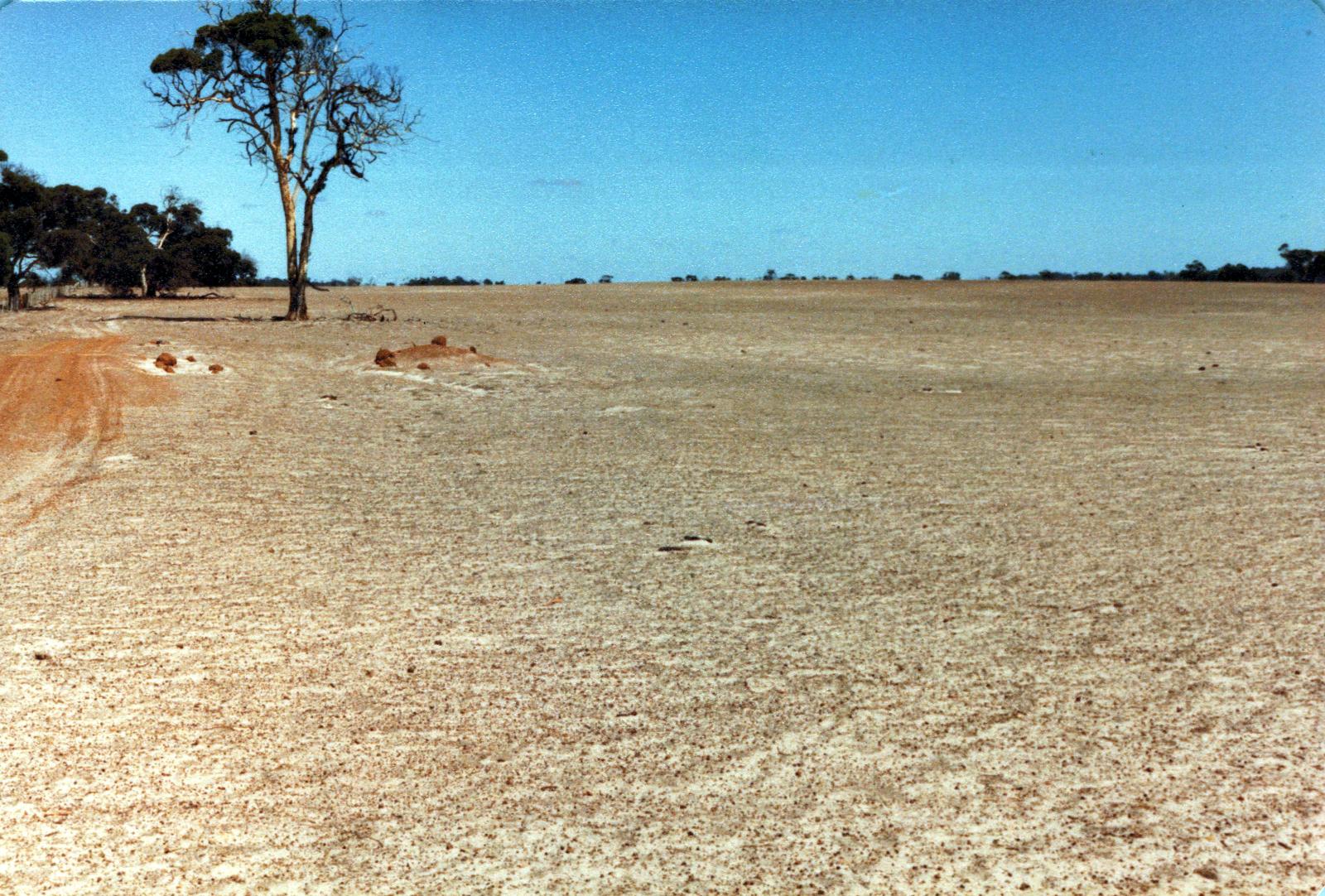 Rockwell Farm effected by drought , a year after the 1982 floods.