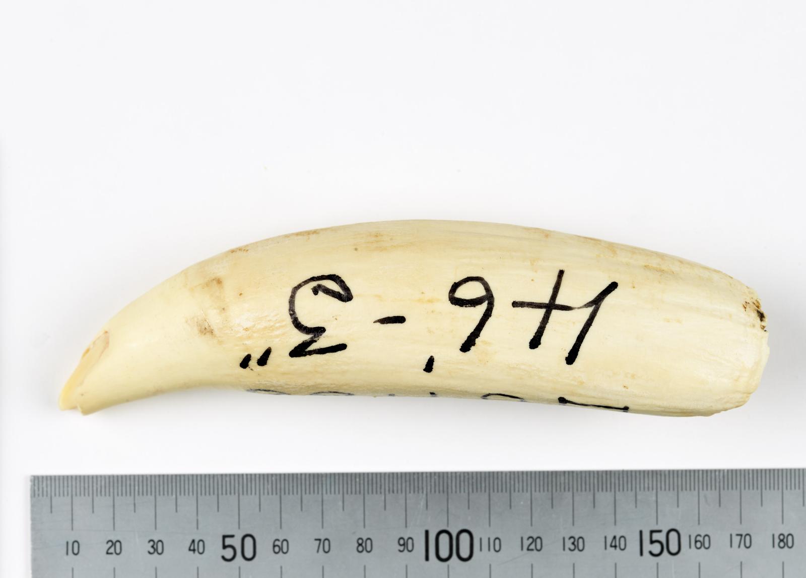 Cream coloured whale tooth with identification numbers written in black marker on the side. Positioned next to ruler to show length.