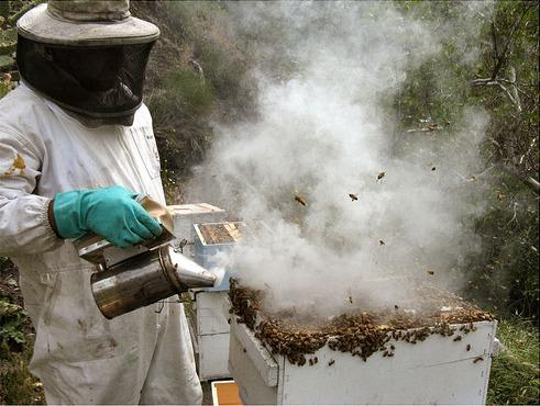 Bee smoker in use