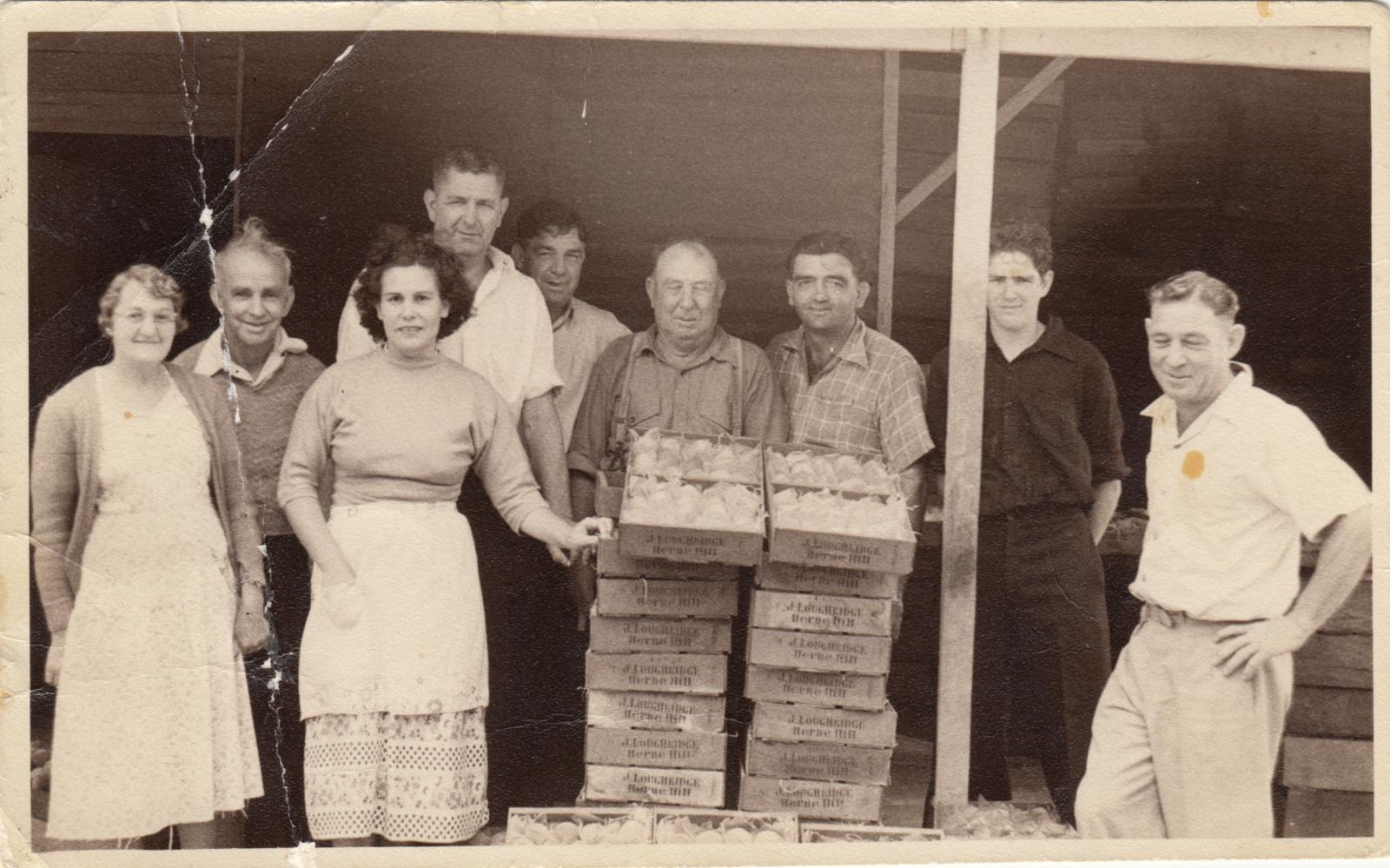 Fruit packers at Jim Loughridge's orchard, Herne Hill.