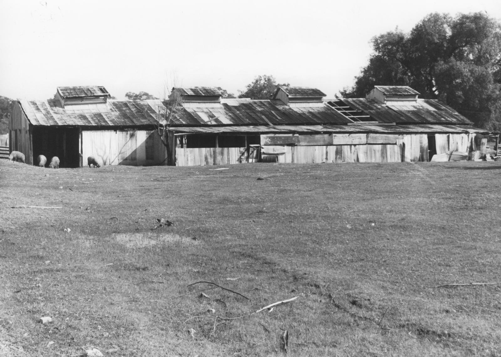 Dairy shed at Spring Park Dairy.