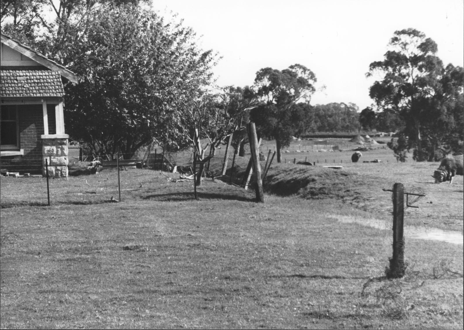 Spring Park Dairy paddocks.