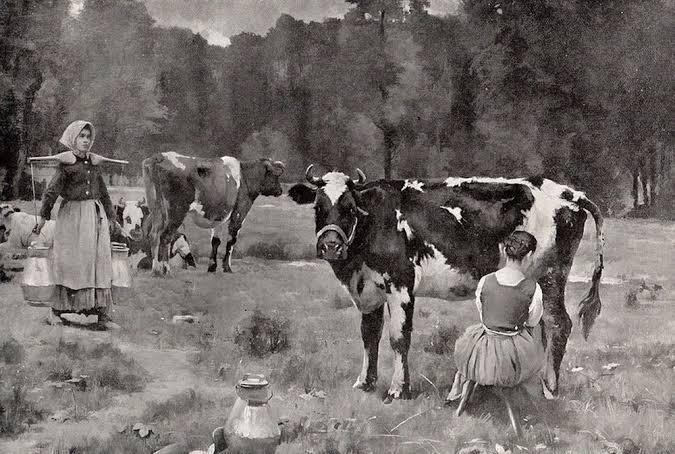 Paddock milking with yokes