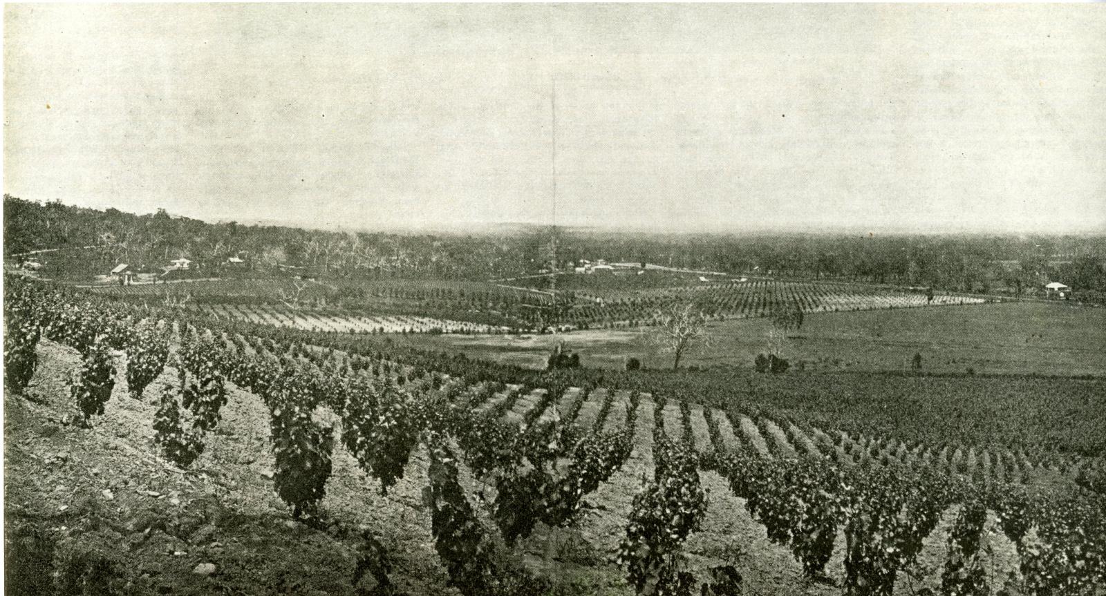 Landscape photograph of gently slopping hill covered in rows of grape vines