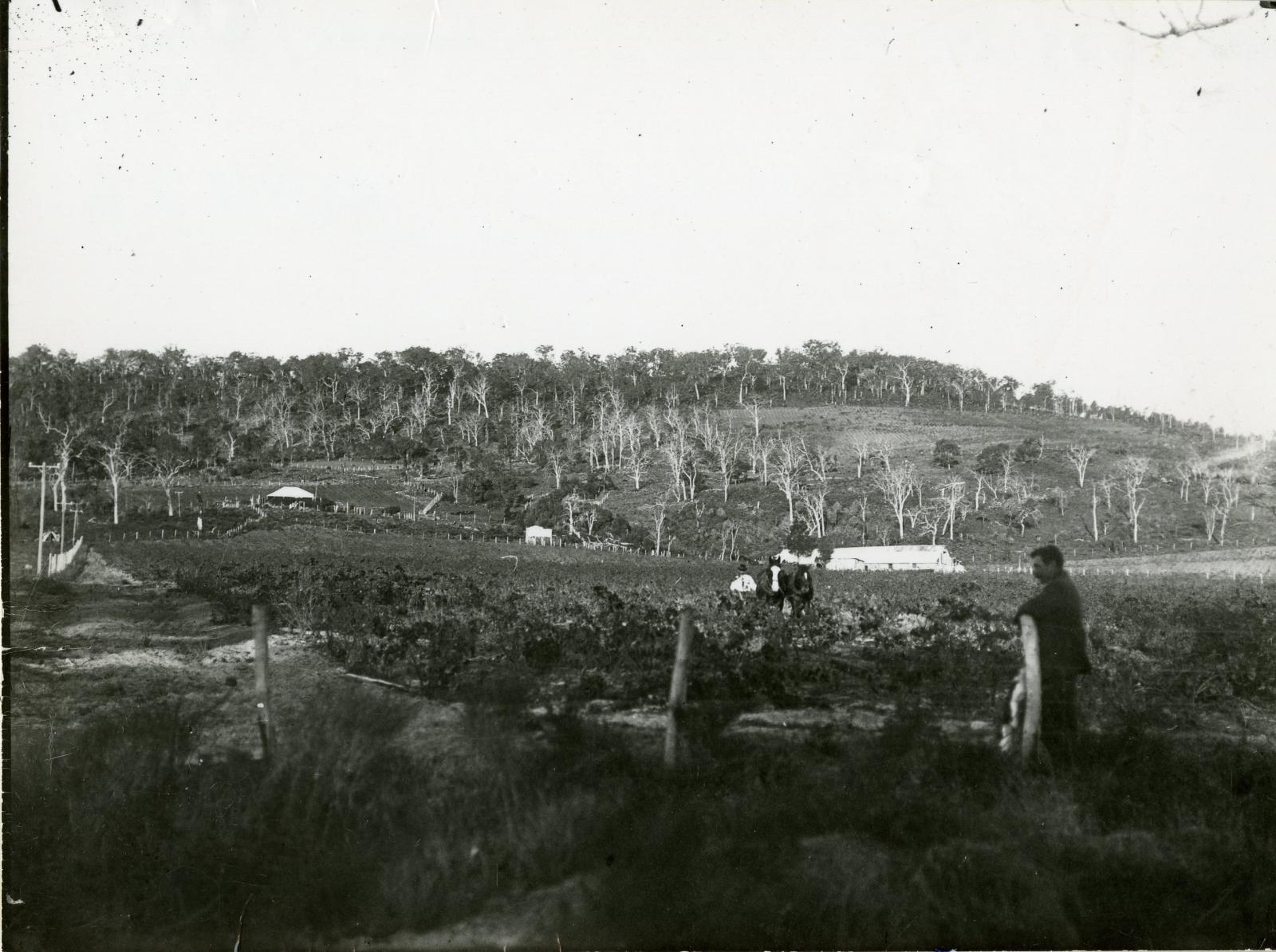 Photo is looking towards hills in the background. In the foreground are vines with a man leaning against a wood post in the front right of the photograph. Two horses can be seen standing amongst the vines. A white single story building can be seen at the foot of the hills. 