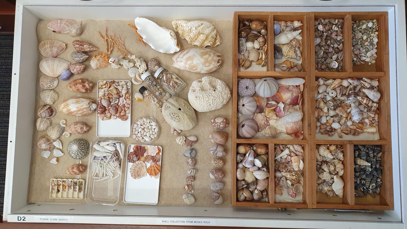 Shells