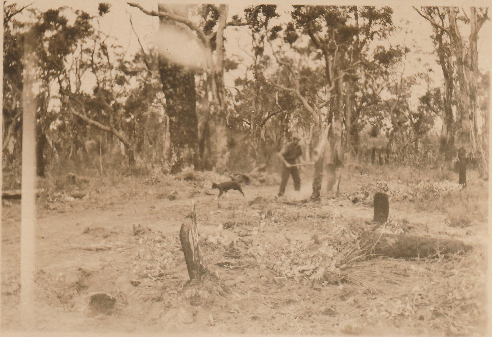 Clearing the bush for Group Settlement farms