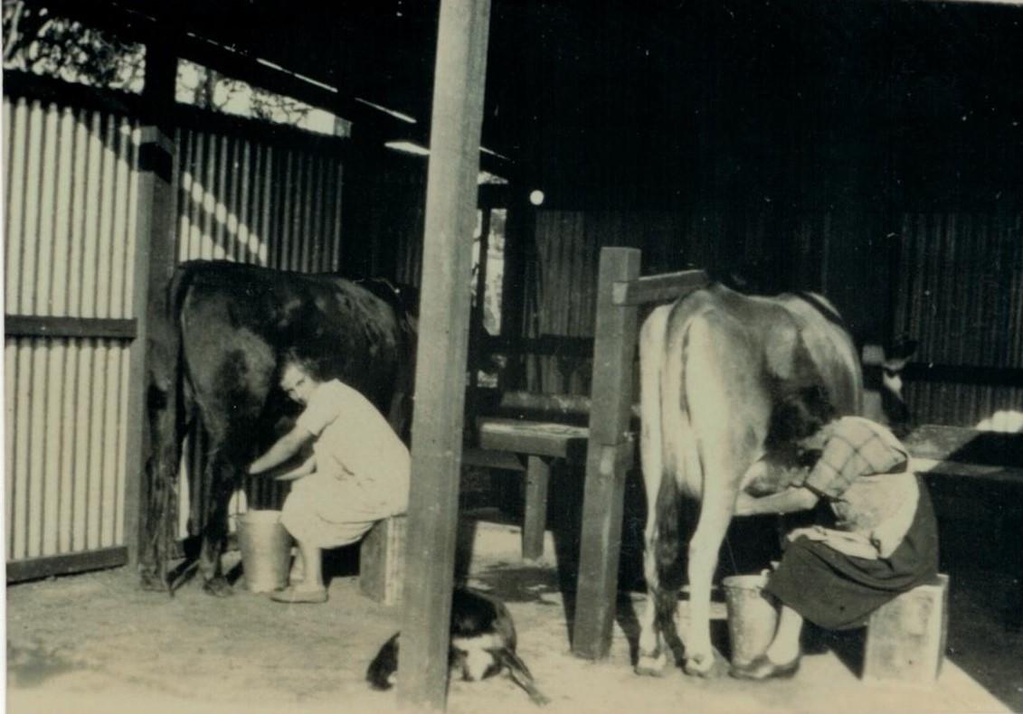 Barbara & Mrs Lord milking in new Group cow shed