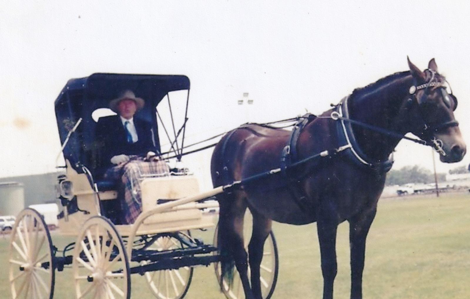 Dick Hanmer and Sol and the buggy competing in the Harness Horse.