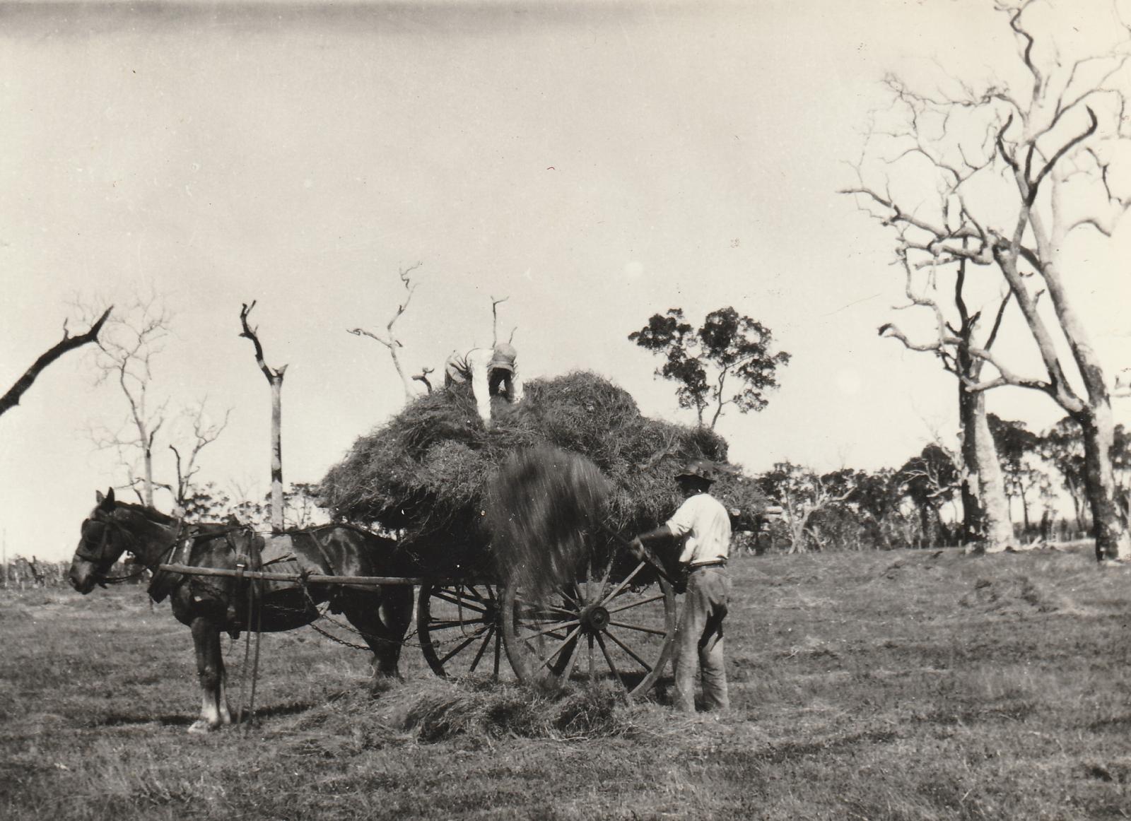 Bill Irons with horse drawn tip dray cutting hay on Group 27, Kalgup