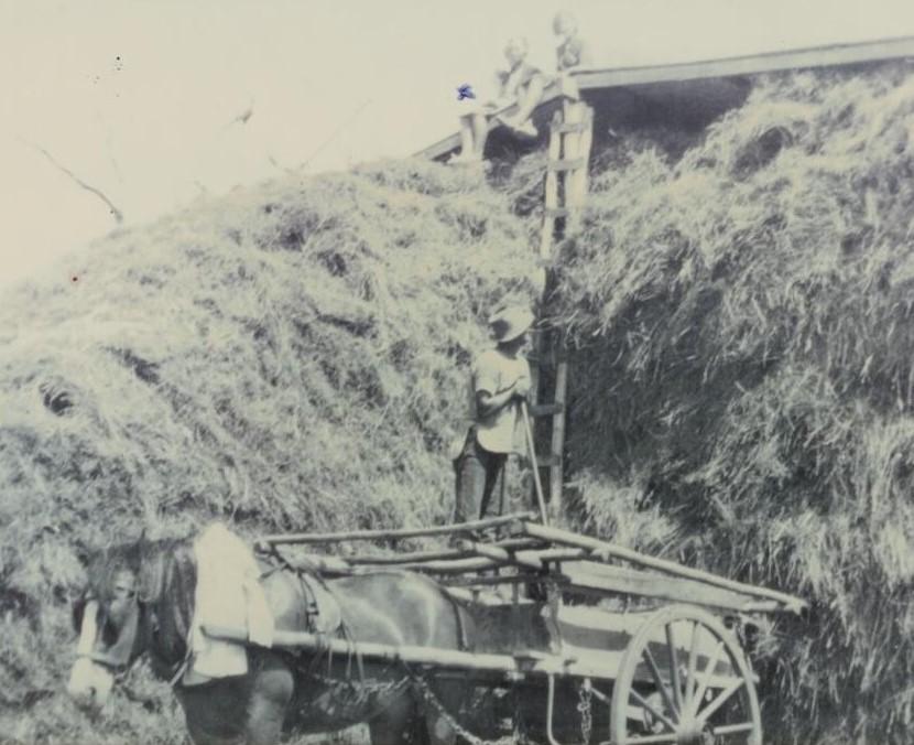 Horse-drawn Tip Dray being used by for carting hay by the Johnsons at Group 15 Hithergreen c1934-35