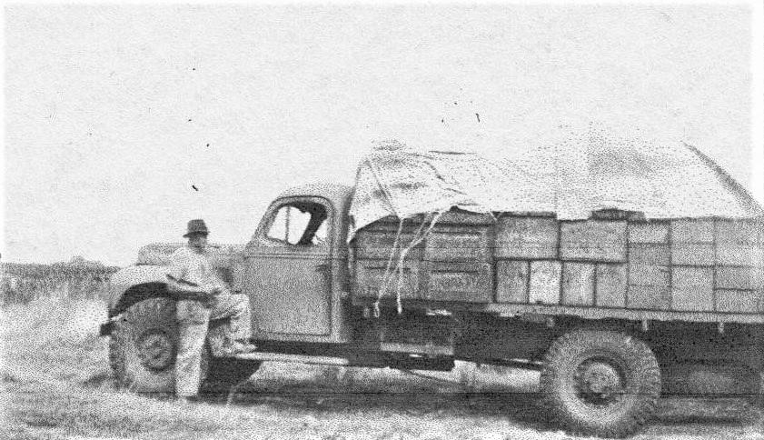 Bill Robinson of Haddrill Road carting currants to sorting shed, c1944.