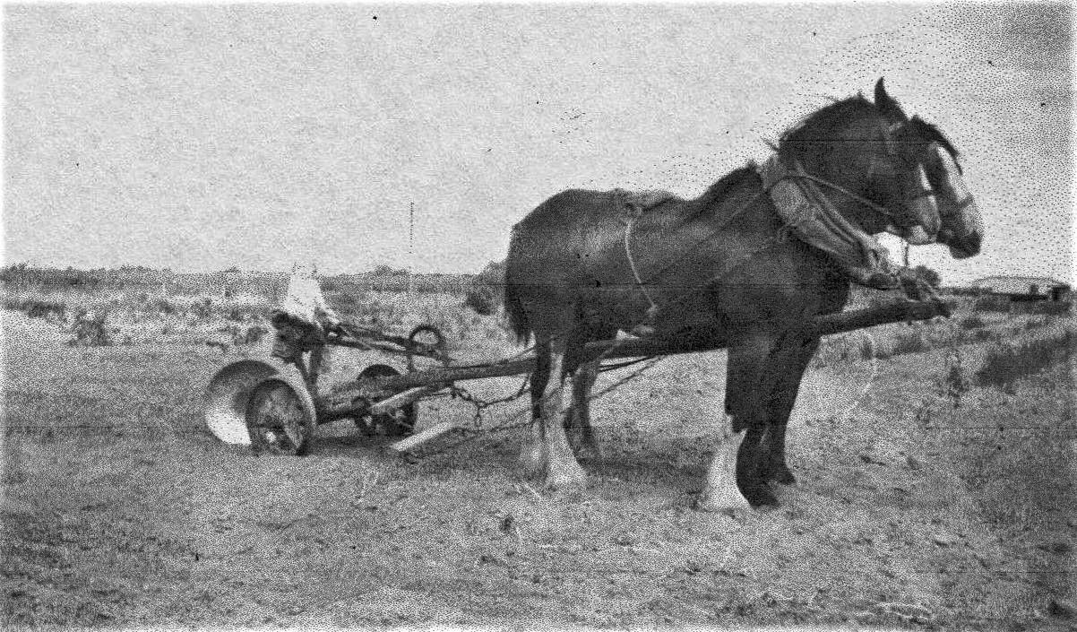 Working the property at lot 42 Haddrill Road, c1947.