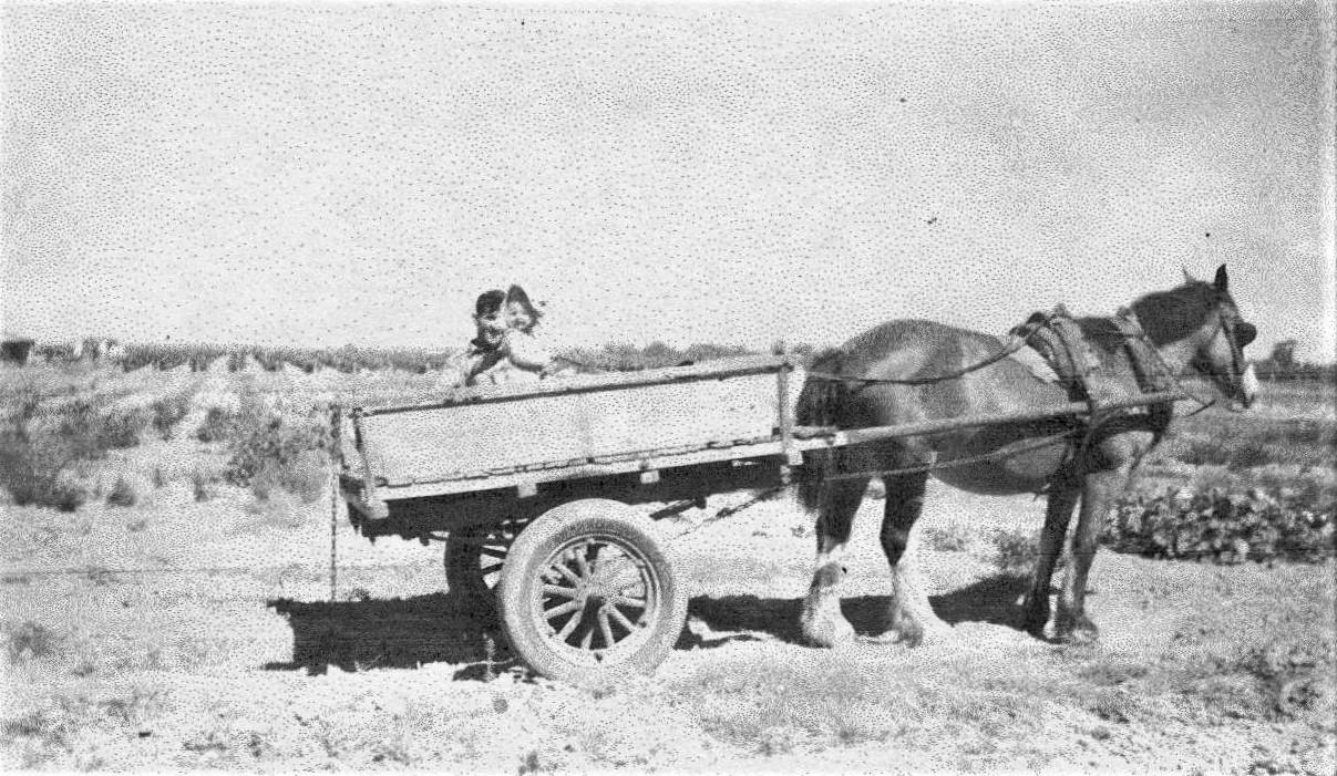 Working the property at lot 42 Haddrill Road, c1947.