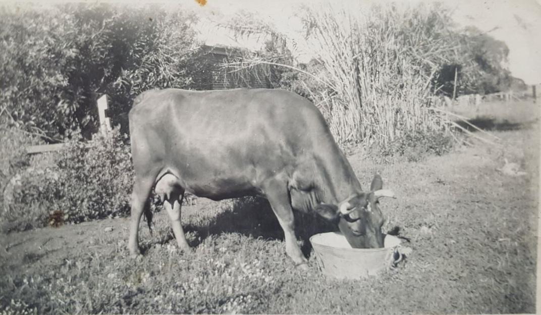 The family Jersey milking cow.