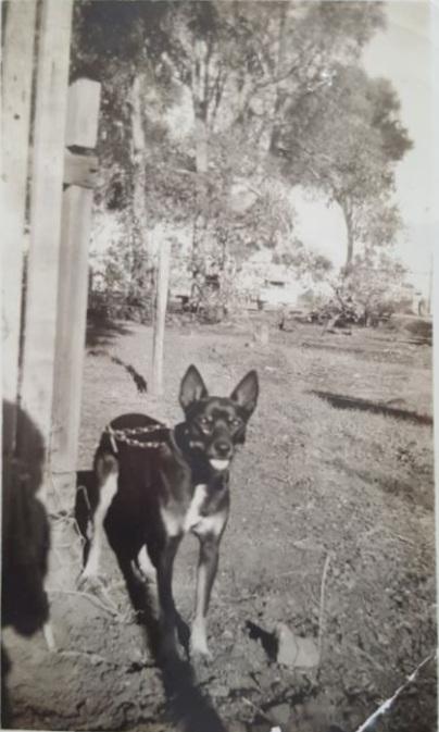 The family kelpie working dog. The home backed onto Middle Swan Oval which can be seen in the background.