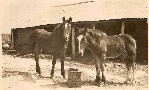 Two Clydesdale foals at Ironbarks Farm