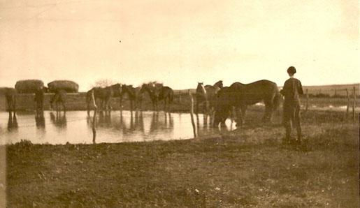 Photograph of horses drinking