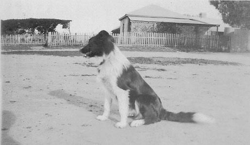 sheepdog at Ironbarks Farm