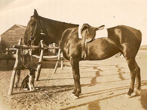 Photograph of a riding horse and sheepdog