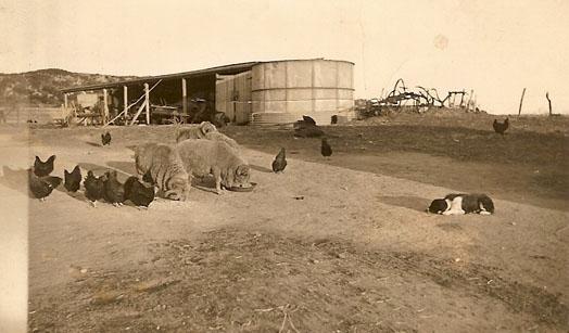 Farmyard scene