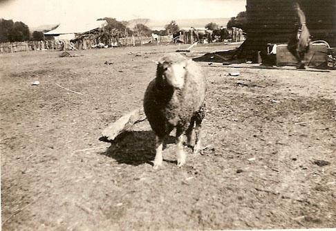Photograph of a sheep