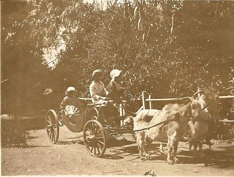 Photograph of a goat cart