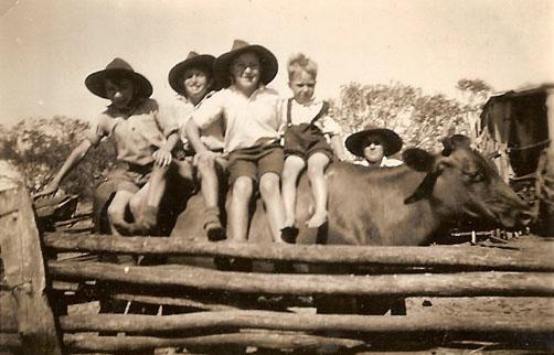 Photograph of 4 small boys sitting on a cow