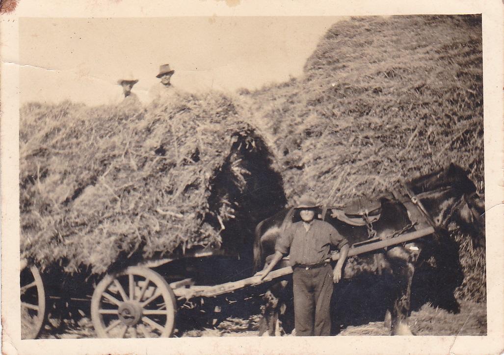  Photograph of hay carting