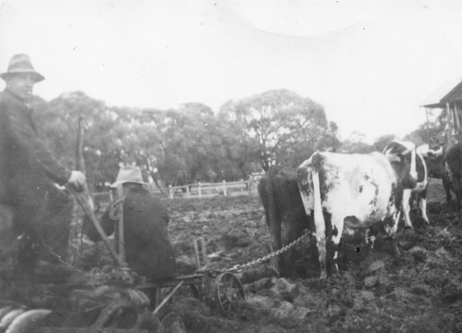 2 cows pulling a plough at the old Busselton show grounds