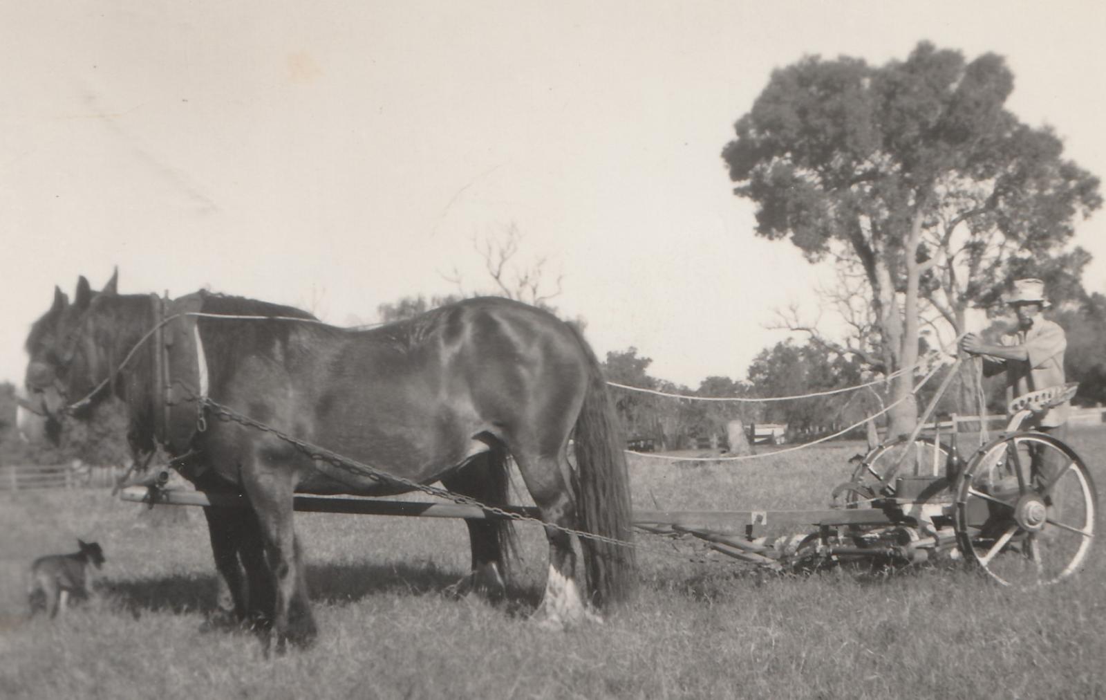 Thomas Price with his first hay mower using two horses called Lady and Dolly.  