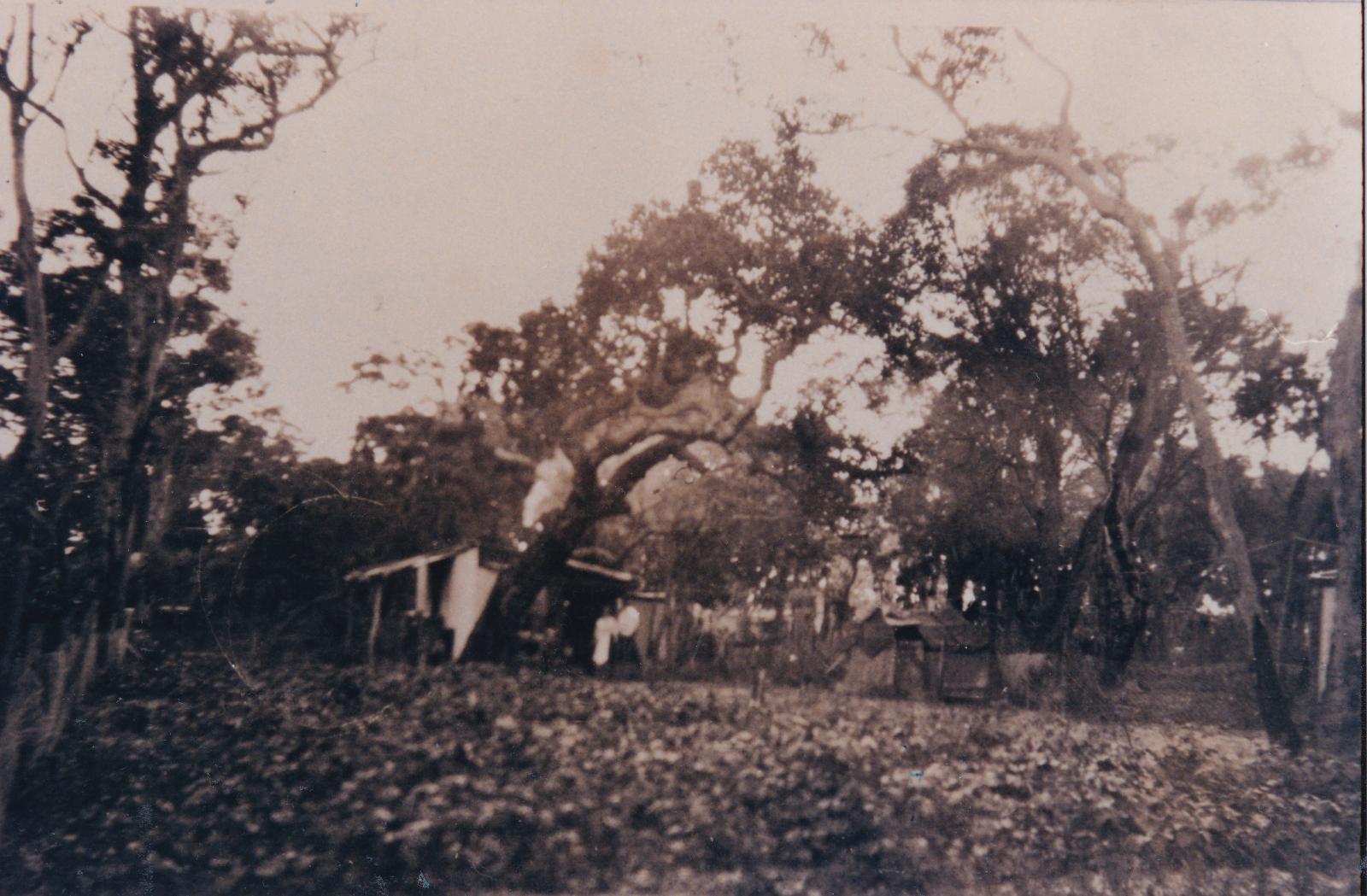 A shack on Group 61, Yelverton, showing a field of potatoes in foreground. 