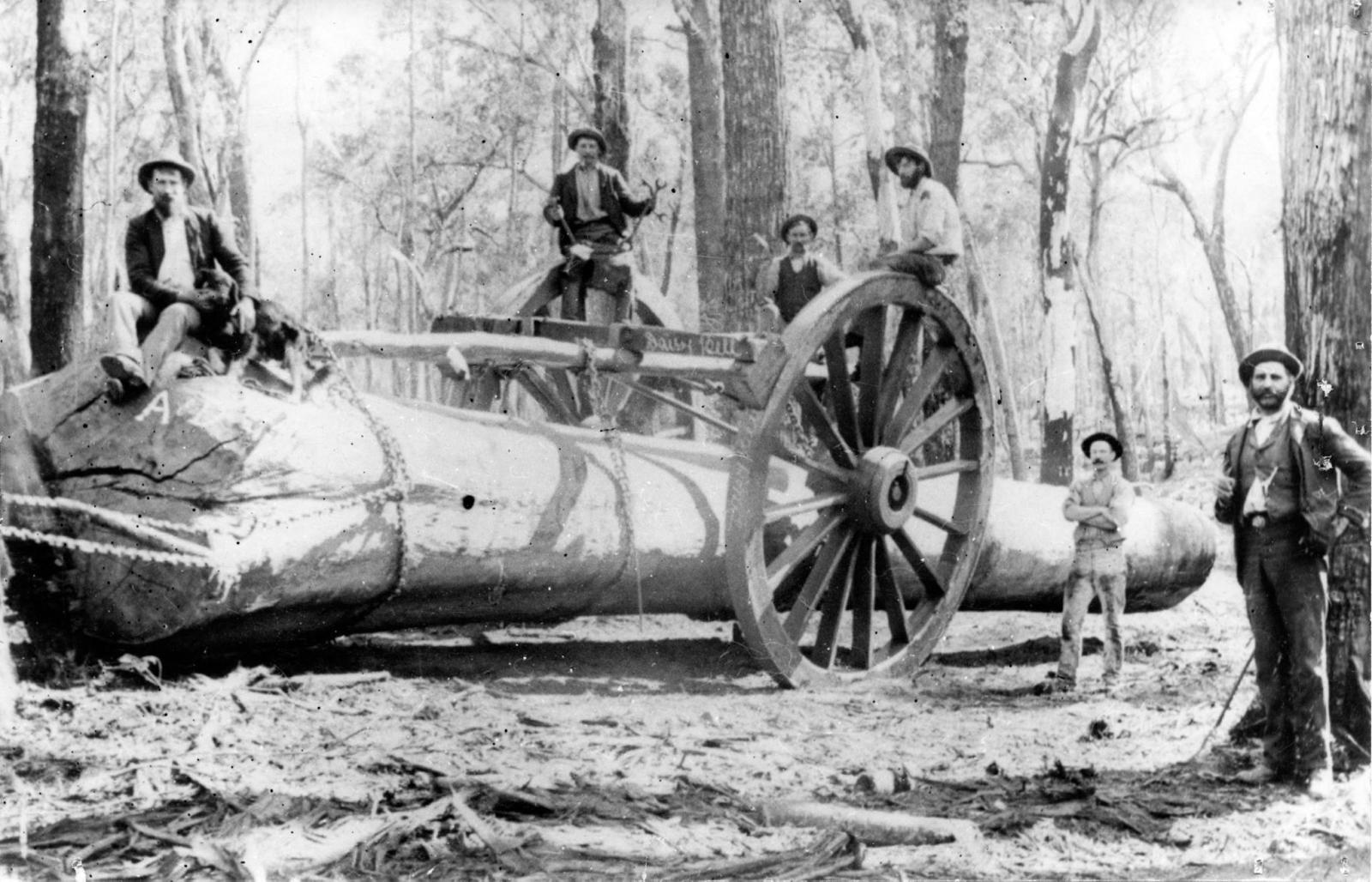 The Daisy Bell whim had 9ft wheels and worked the Canning Mills forest.  