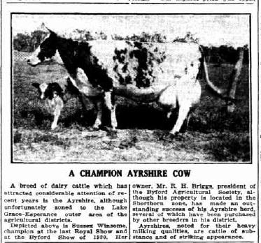 Newspaper article featuring black and white photograph of a Ayrshire cow. Headline A Champion Ayrshire cow