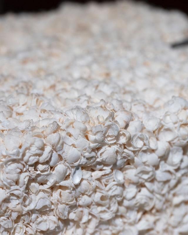 shells