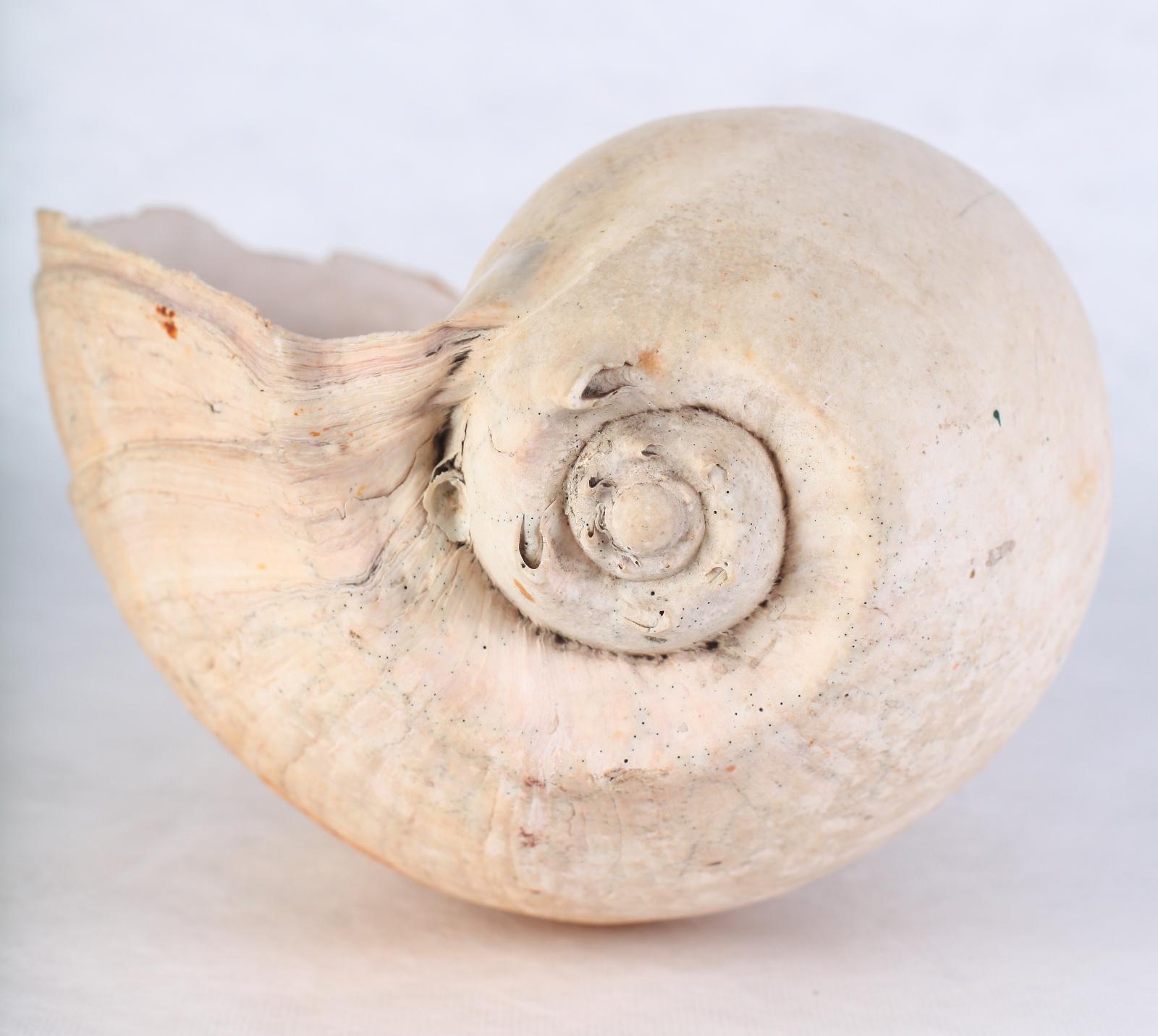 North West Baler shell viewed from the end, featuring a spiral pattern 